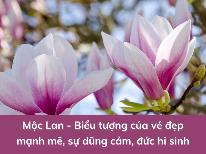 Hướng dẫn chăm sóc hoa mộc lan