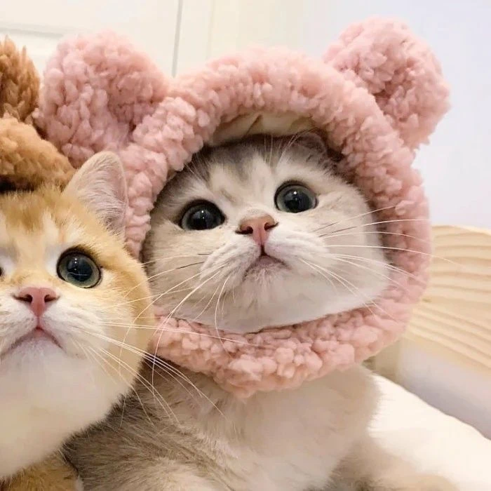 Mèo cute đôi