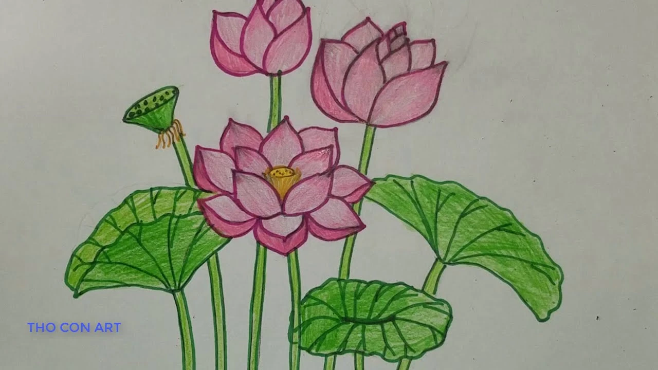 Hình vẽ hoa sen 1