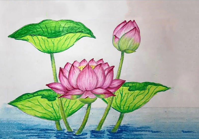 Hình vẽ hoa sen 9