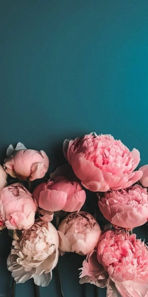 Hình nền hoa mẫu đơn thu hút tình duyên