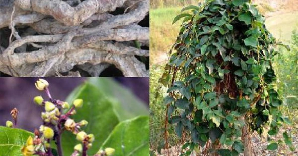 Tác hại của hà thủ ô