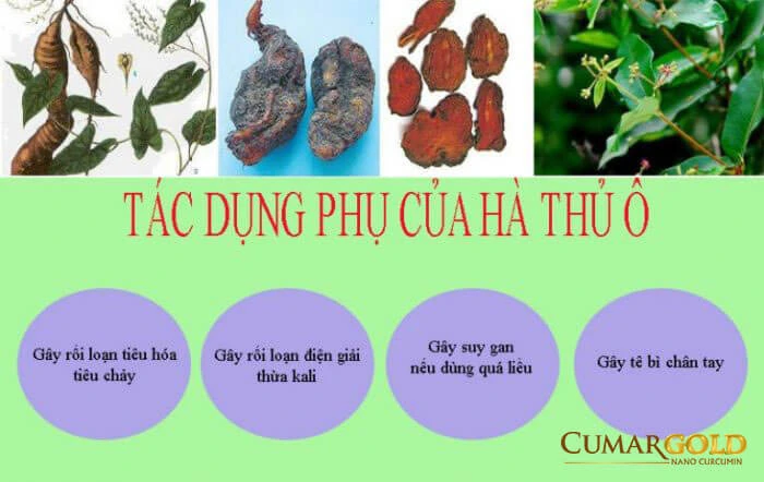 Hà thủ ô và gan