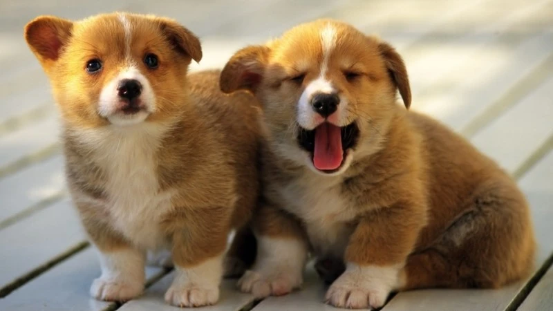 Chó vui vẻ trong công viên