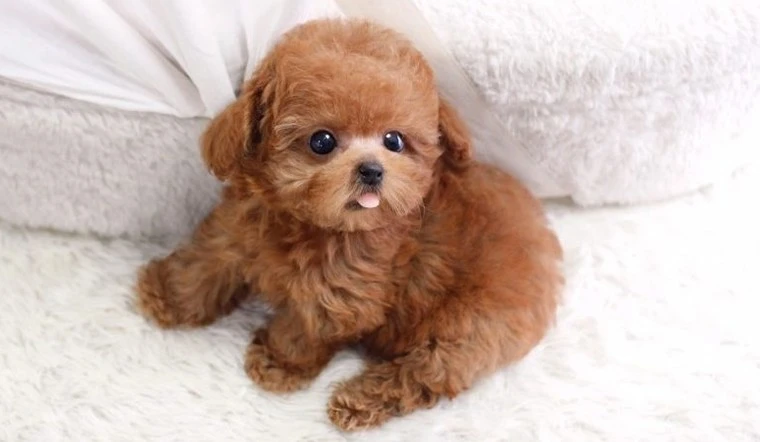 Chó Poodle Mini