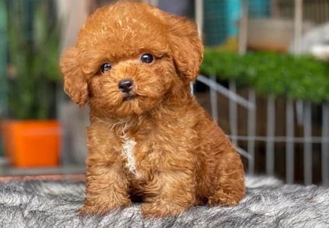 Chó Pomeranian