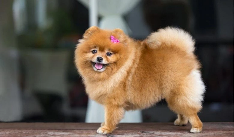 Chó Toy Poodle