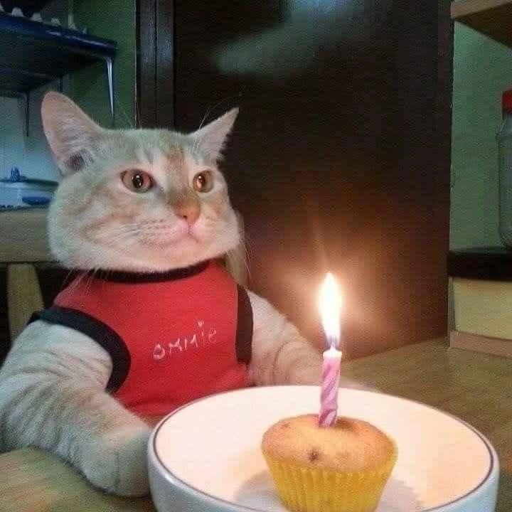 Meme chúc mừng sinh nhật vui nhộn