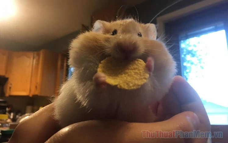 Hamster đáng yêu