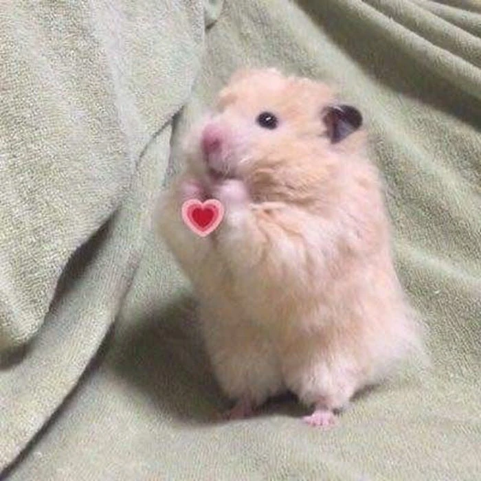 Hamster tương tác