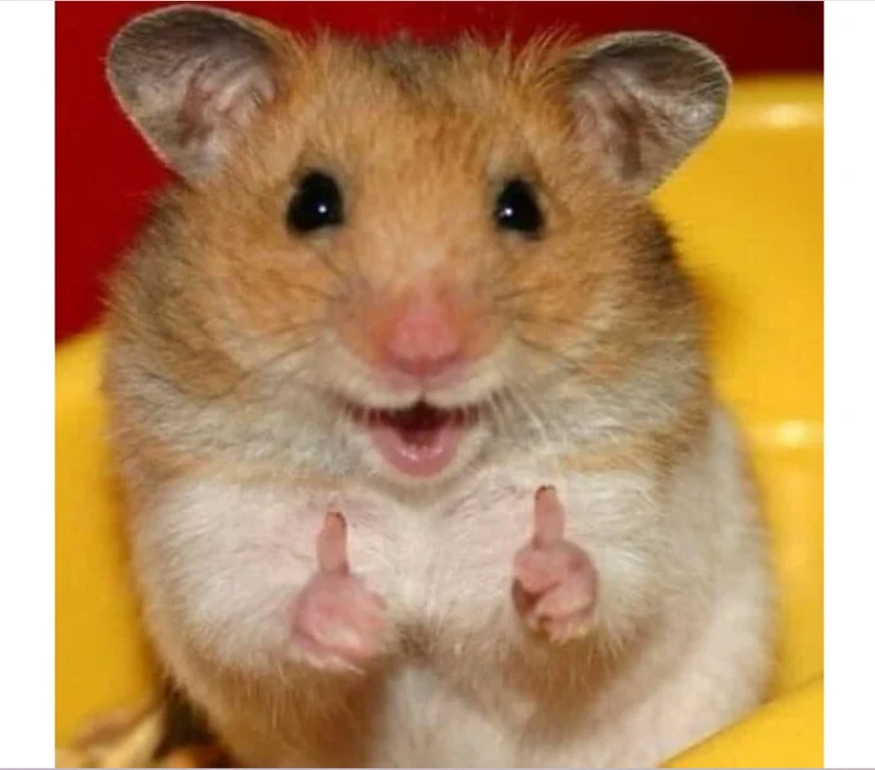 Meme hài hước về hamster