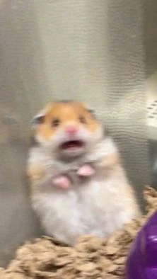 Biểu cảm đáng yêu của hamster