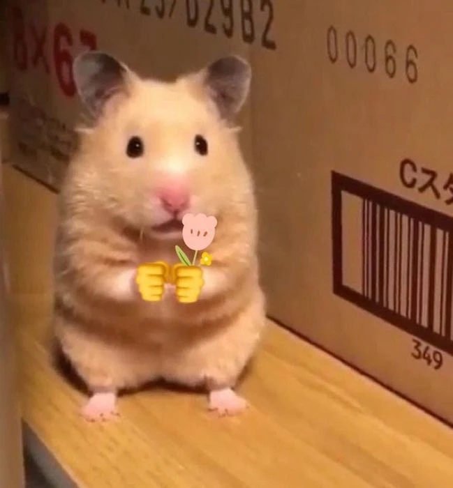 Tình huống thú vị của hamster