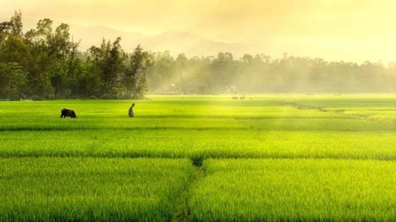 Cảnh Đồng Quê 2