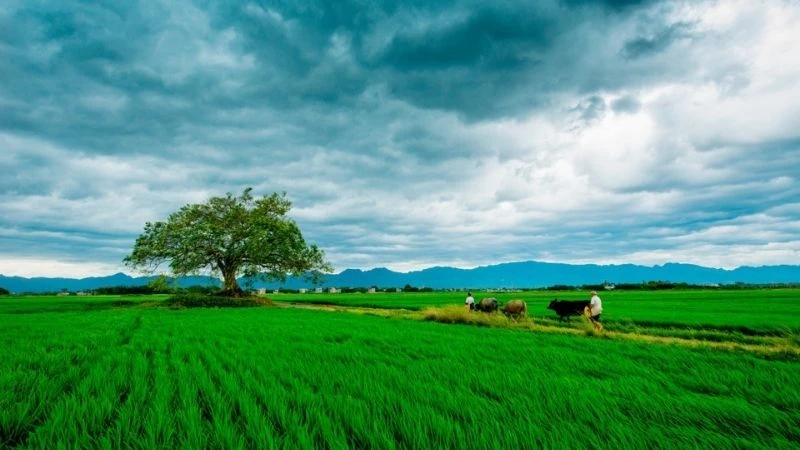 Cảnh Đồng Quê 4