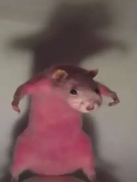 Hamster Hạnh Phúc