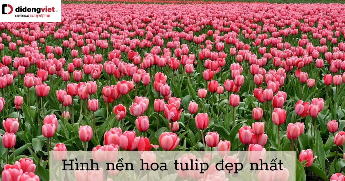 Hoa tulip rực rỡ