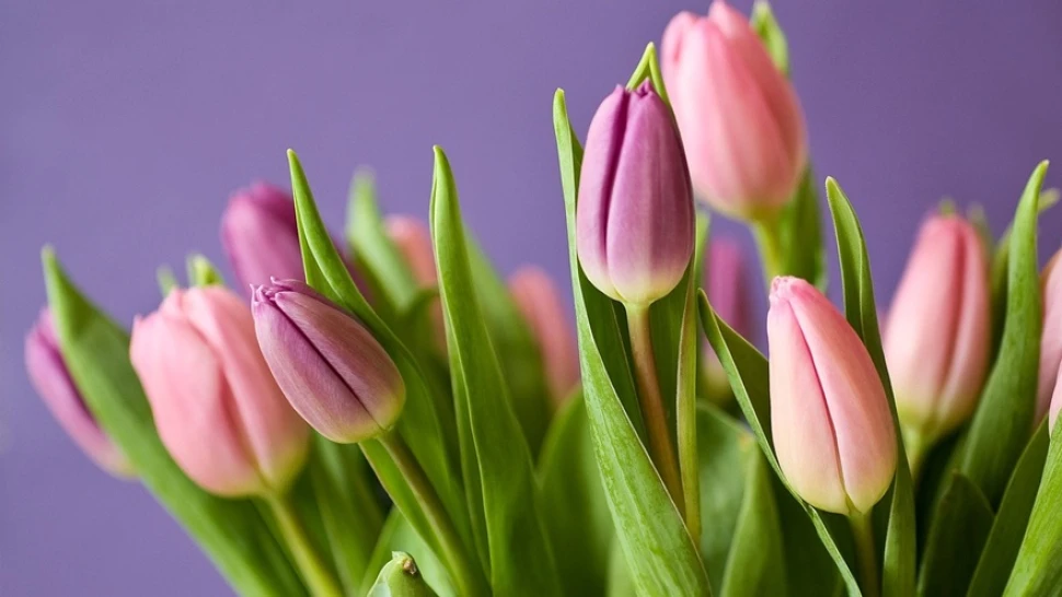 Hoa tulip rực rỡ