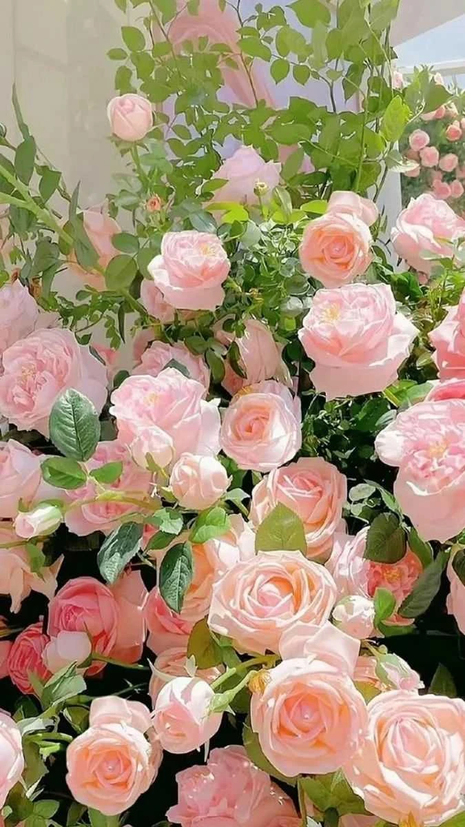 Hình nền hoa hồng tuyệt đẹp