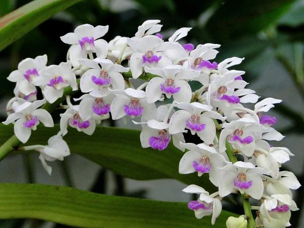 Hình ảnh hoa đẹp