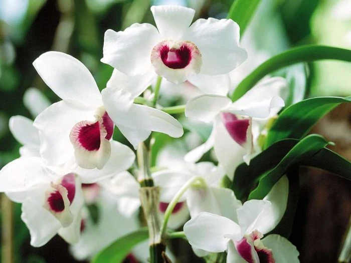 Hình ảnh hoa lan đẹp
