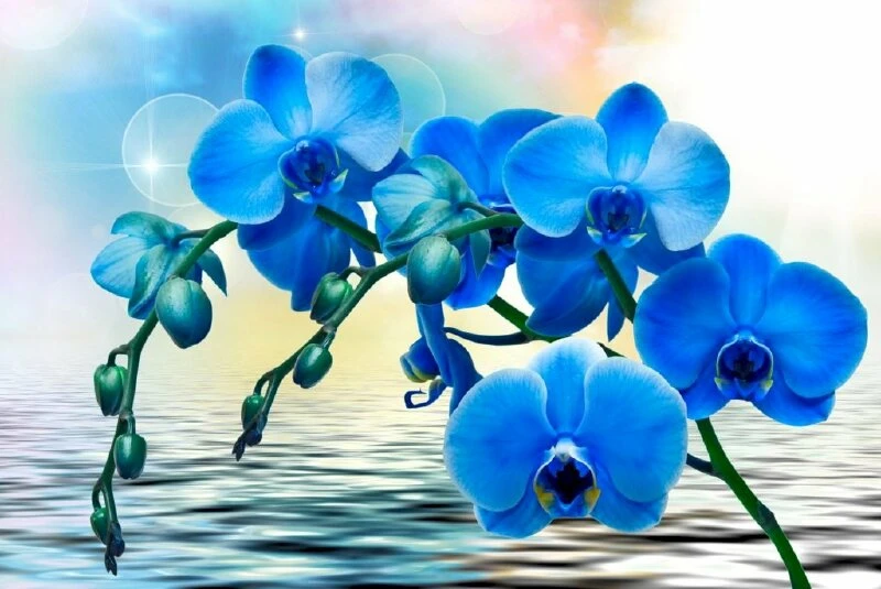 Hình ảnh hoa lan hồ điệp