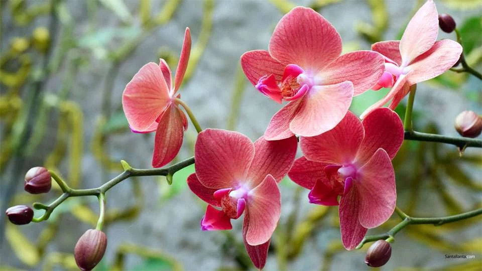 Hình ảnh không gian sống với hoa lan