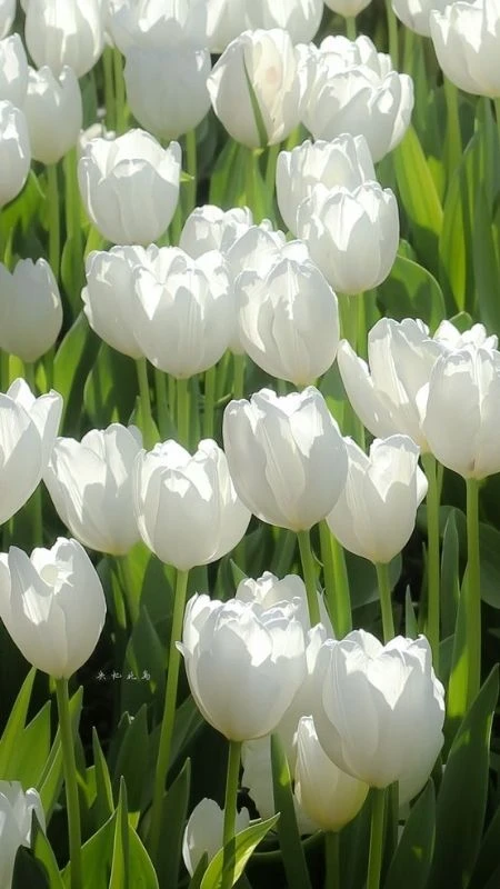 Hình nền hoa tulip đẹp