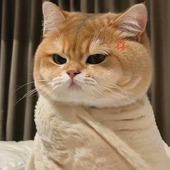 Meme mèo giận dỗi 1