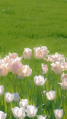 Hình nền hoa tulip