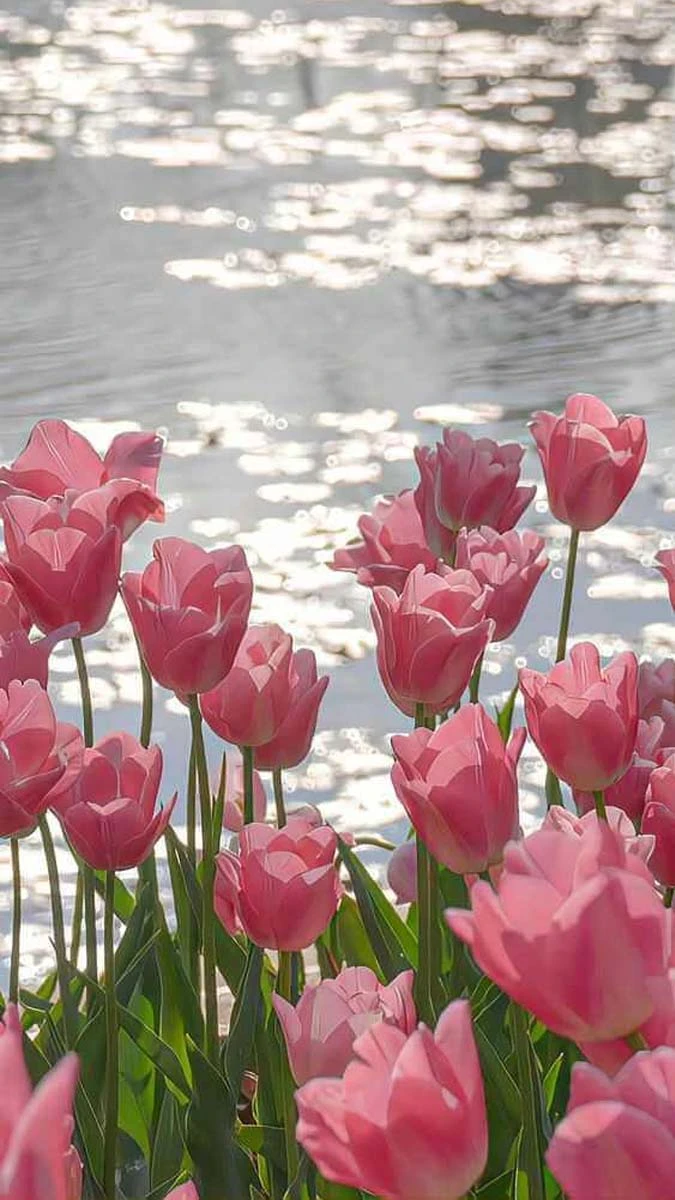 Hình nền hoa tulip vàng