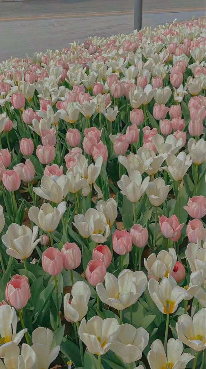 Hình nền hoa tulip hồng