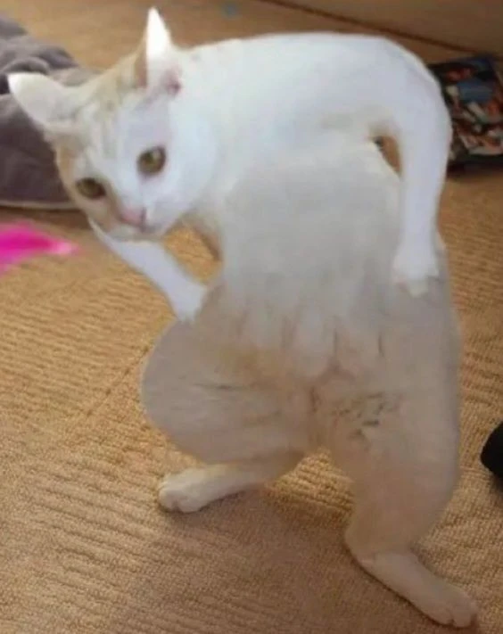 Avatar vui nhộn