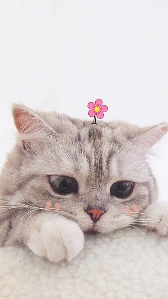 Mèo dễ thương