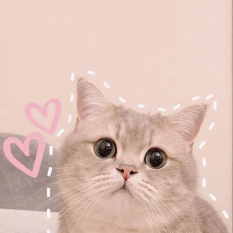 Mèo ngộ nghĩnh