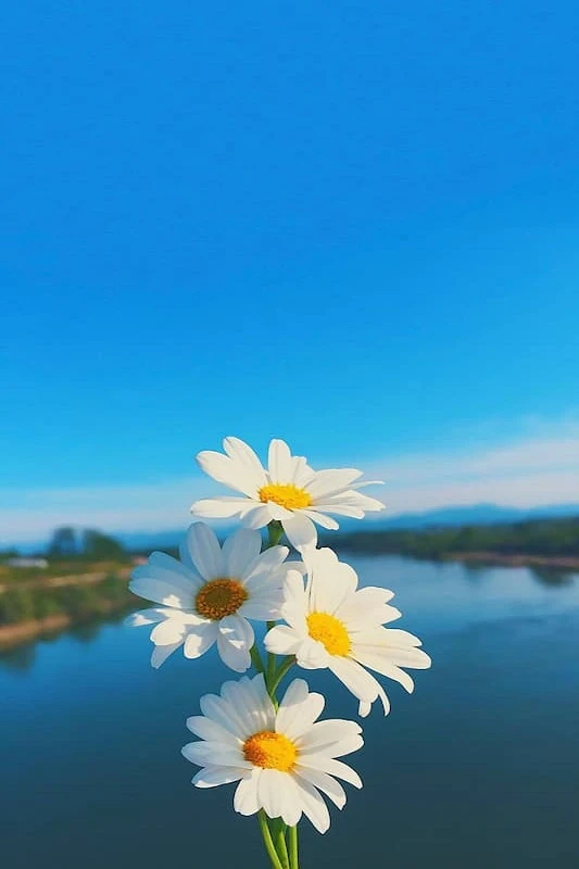 Hình nền hoa lá