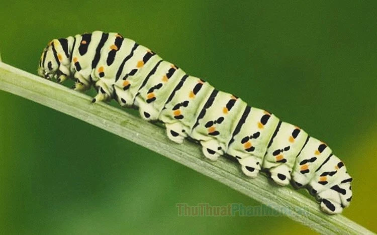 Sâu bướm trên lá