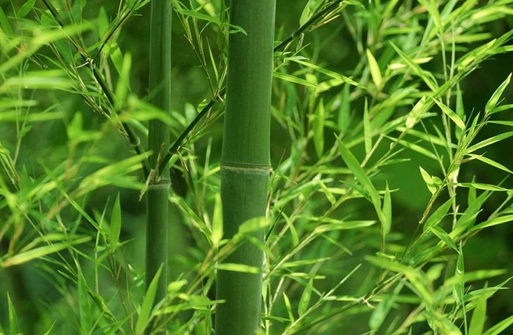 Cây trúc nghệ thuật