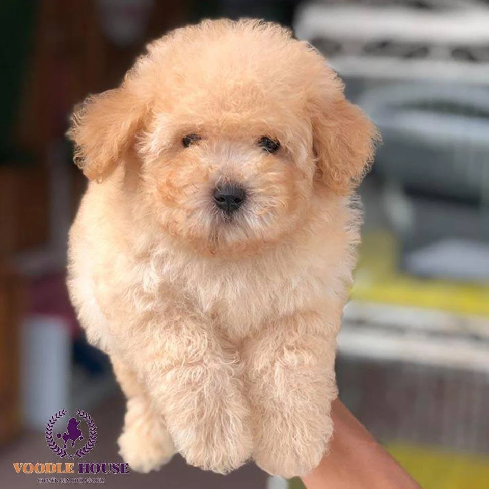 Chó Poodle màu vàng mơ