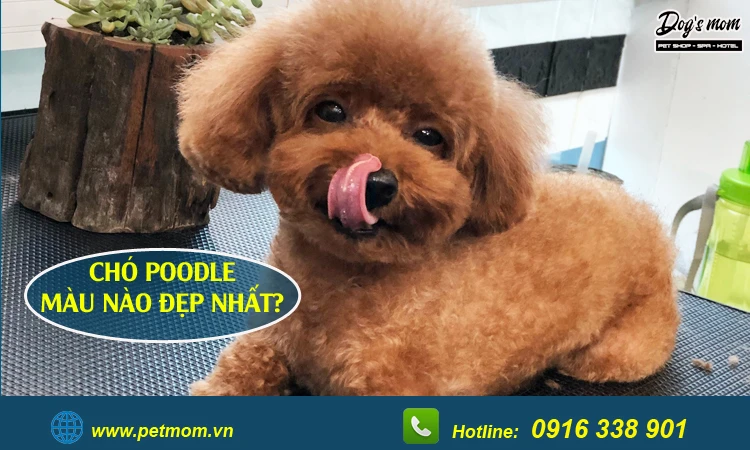 Chó Poodle màu kem