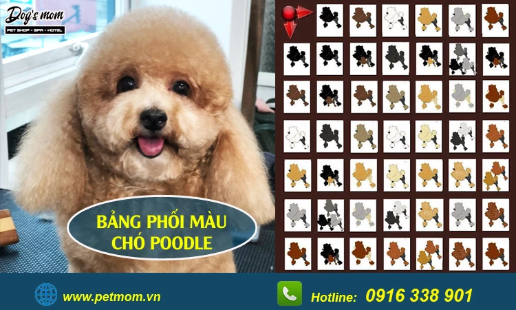 Bảng phối màu chó Poodle