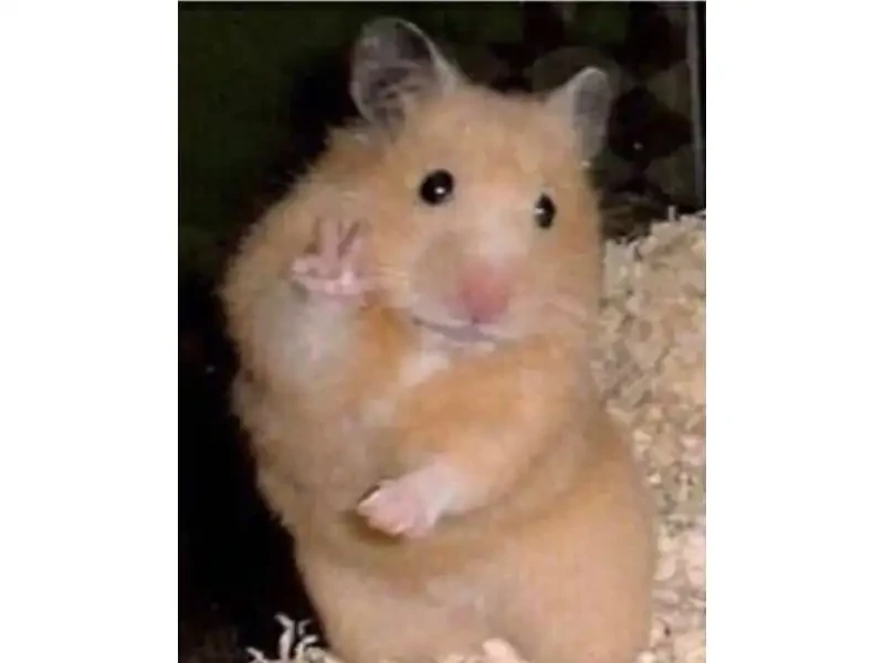 Chuột Hamster Hài Hước