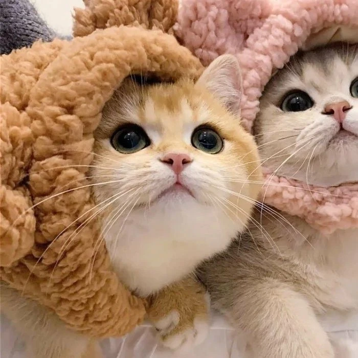 Mèo cặp cute