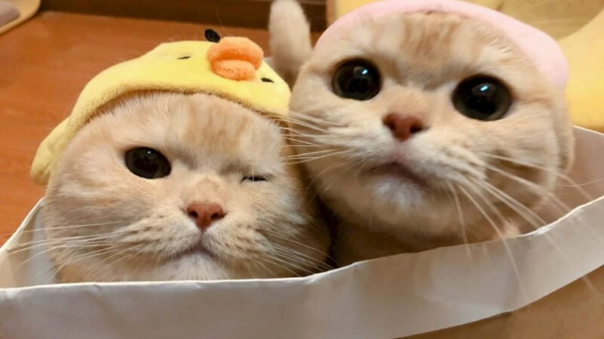 Mèo cặp cute trên mạng xã hội