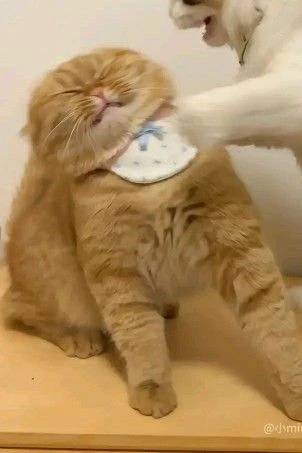 Mèo cặp vui vẻ
