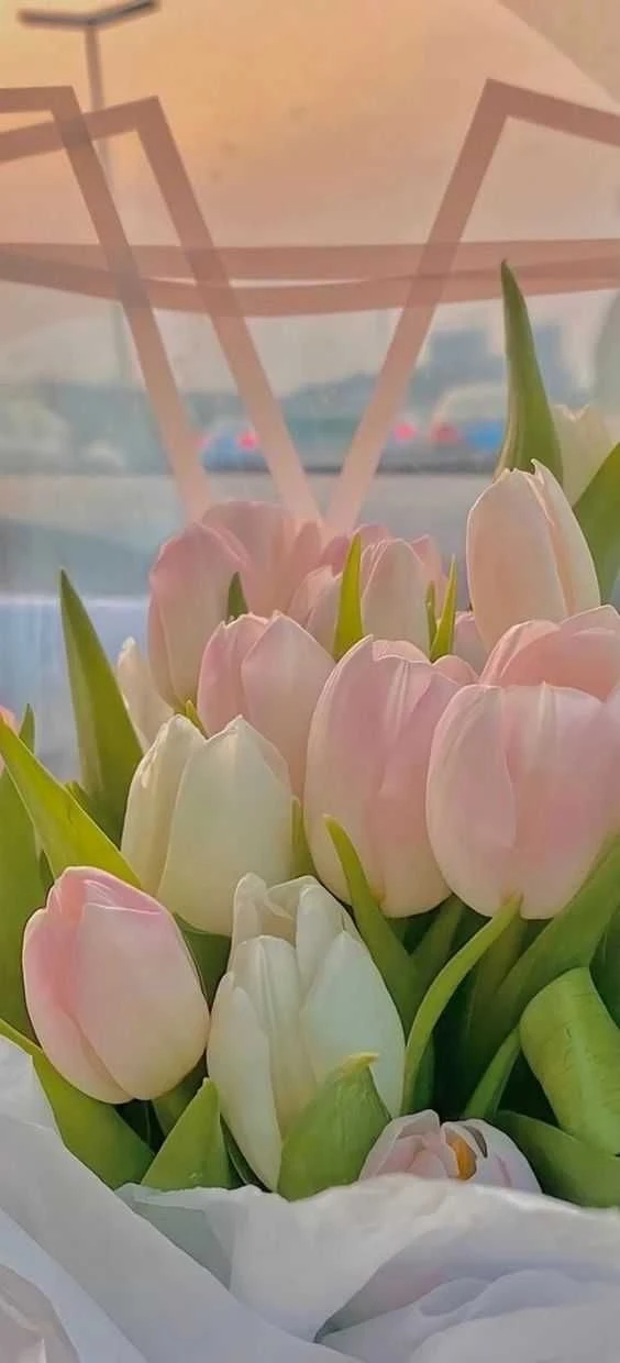 Hình ảnh hoa tulip đẹp