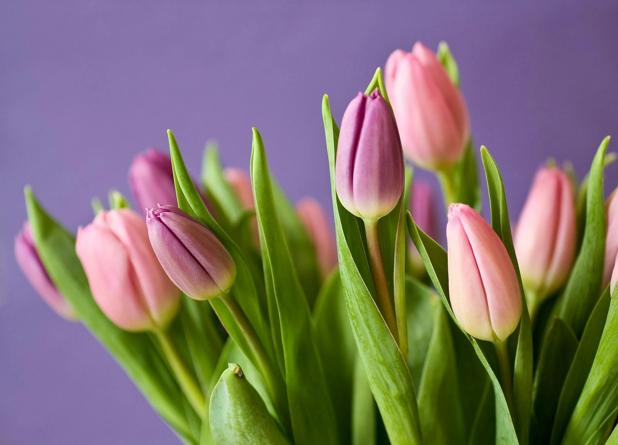 Hình ảnh hoa tulip đa dạng
