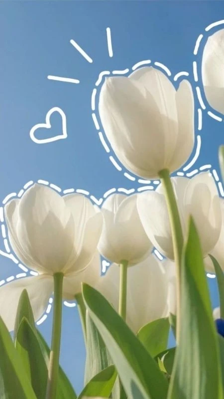 Hình ảnh hoa tulip trong trang trí