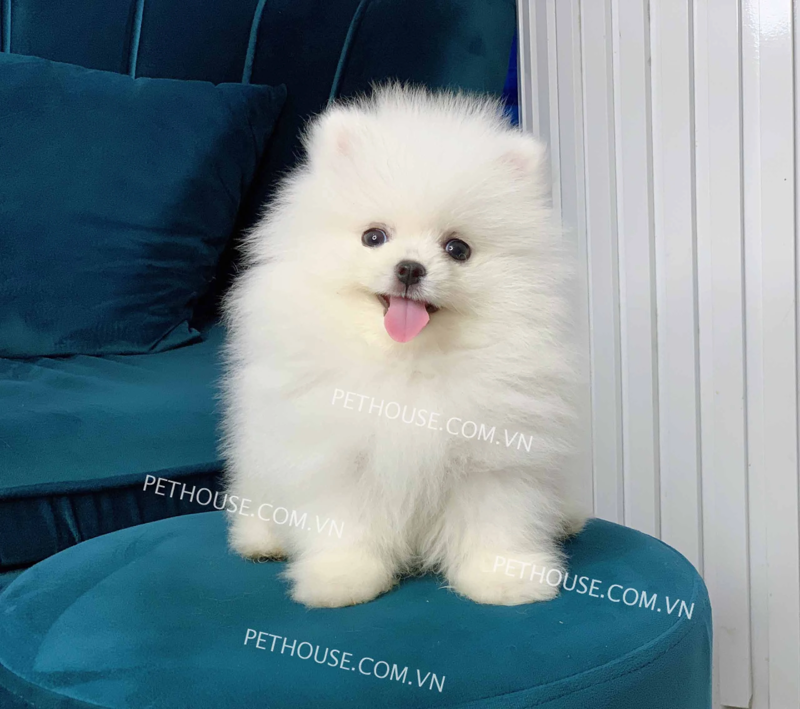 Chó phốc sóc mini với bộ lông đẹp