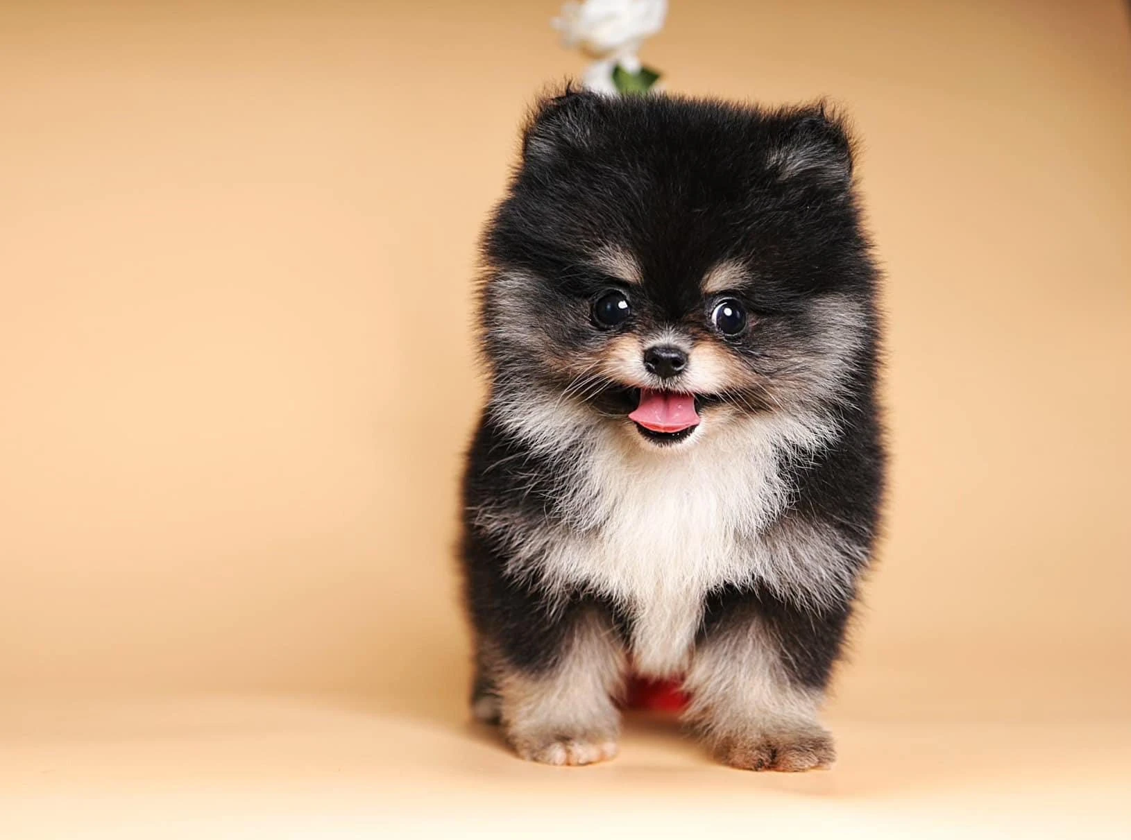Chó phốc sóc mini chơi đùa